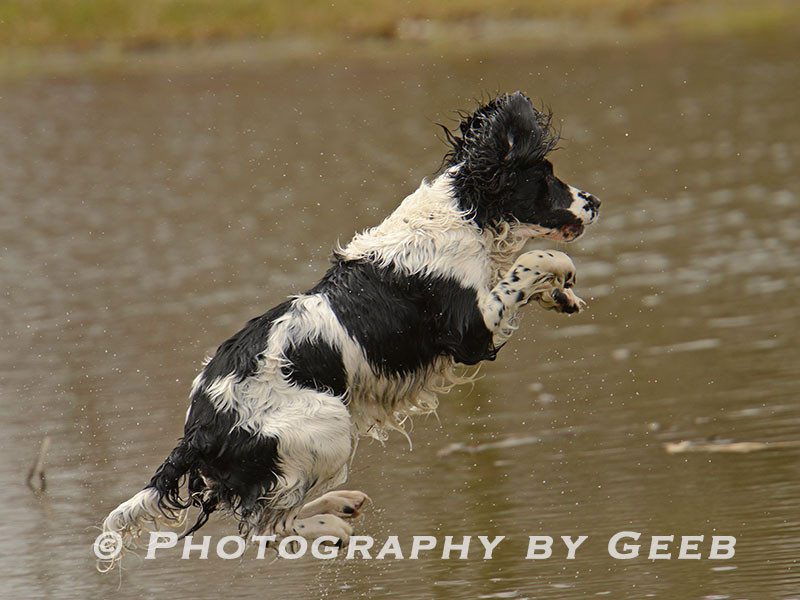 Rico getting air as the pickup dog.