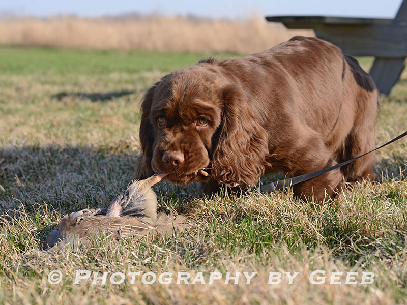 A Sussex spaniel at the Birdiness Test.