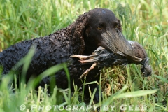 Bob coming with his water retrieve.