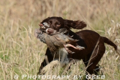 Peanut with his water retrieve