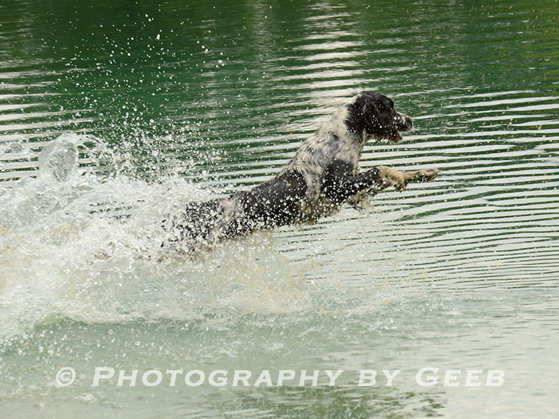 Checker (Ben Martin)