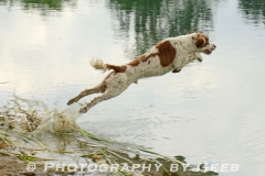 Chance (Al Ringenberg)