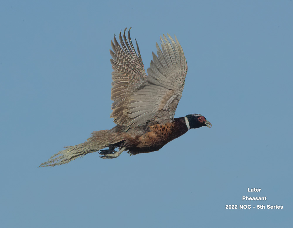 11-Pheasant